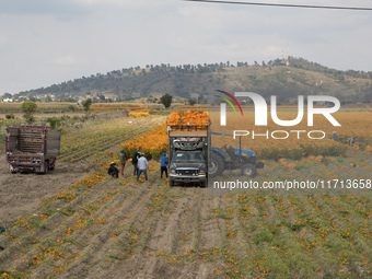 Farmers harvest cempasuchil flowers, known as Day of the Dead flowers, in a field in Cholula, Mexico, on October 26, 2024. As part of the Da...