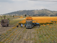 Farmers harvest cempasuchil flowers, known as Day of the Dead flowers, in a field in Cholula, Mexico, on October 26, 2024. As part of the Da...