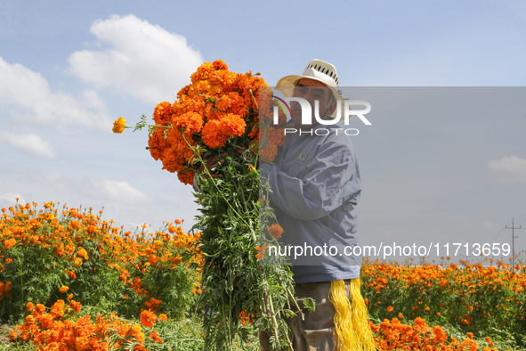 Farmers harvest cempasuchil flowers, known as Day of the Dead flowers, in a field in Cholula, Mexico, on October 26, 2024. As part of the Da...