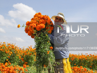 Farmers harvest cempasuchil flowers, known as Day of the Dead flowers, in a field in Cholula, Mexico, on October 26, 2024. As part of the Da...