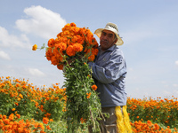 Farmers harvest cempasuchil flowers, known as Day of the Dead flowers, in a field in Cholula, Mexico, on October 26, 2024. As part of the Da...