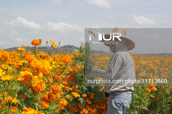 Farmers harvest cempasuchil flowers, known as Day of the Dead flowers, in a field in Cholula, Mexico, on October 26, 2024. As part of the Da...