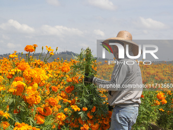 Farmers harvest cempasuchil flowers, known as Day of the Dead flowers, in a field in Cholula, Mexico, on October 26, 2024. As part of the Da...