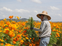 Farmers harvest cempasuchil flowers, known as Day of the Dead flowers, in a field in Cholula, Mexico, on October 26, 2024. As part of the Da...