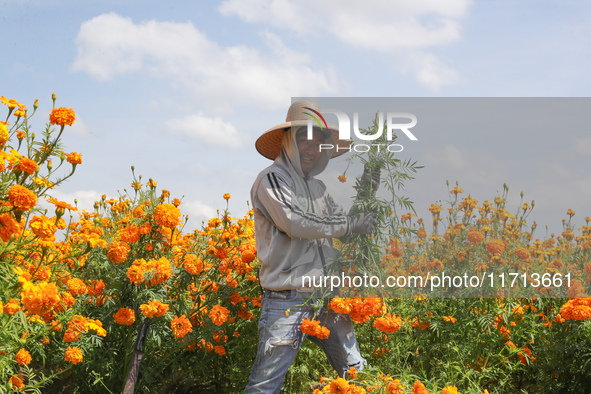 Farmers harvest cempasuchil flowers, known as Day of the Dead flowers, in a field in Cholula, Mexico, on October 26, 2024. As part of the Da...