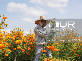 Farmers harvest cempasuchil flowers, known as Day of the Dead flowers, in a field in Cholula, Mexico, on October 26, 2024. As part of the Da...