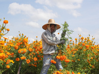 Farmers harvest cempasuchil flowers, known as Day of the Dead flowers, in a field in Cholula, Mexico, on October 26, 2024. As part of the Da...