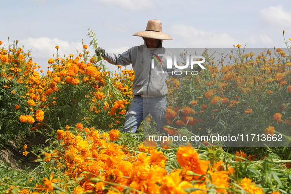 Farmers harvest cempasuchil flowers, known as Day of the Dead flowers, in a field in Cholula, Mexico, on October 26, 2024. As part of the Da...