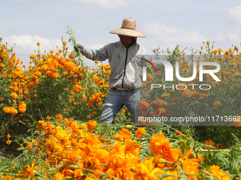 Farmers harvest cempasuchil flowers, known as Day of the Dead flowers, in a field in Cholula, Mexico, on October 26, 2024. As part of the Da...