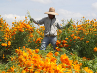 Farmers harvest cempasuchil flowers, known as Day of the Dead flowers, in a field in Cholula, Mexico, on October 26, 2024. As part of the Da...