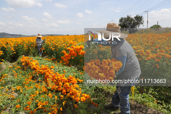 Farmers harvest cempasuchil flowers, known as Day of the Dead flowers, in a field in Cholula, Mexico, on October 26, 2024. As part of the Da...