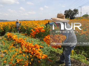 Farmers harvest cempasuchil flowers, known as Day of the Dead flowers, in a field in Cholula, Mexico, on October 26, 2024. As part of the Da...