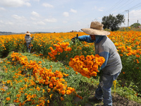 Farmers harvest cempasuchil flowers, known as Day of the Dead flowers, in a field in Cholula, Mexico, on October 26, 2024. As part of the Da...