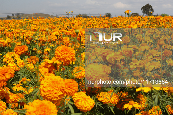 Farmers harvest cempasuchil flowers, known as Day of the Dead flowers, in a field in Cholula, Mexico, on October 26, 2024. As part of the Da...