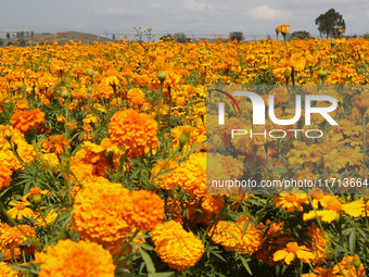 Farmers harvest cempasuchil flowers, known as Day of the Dead flowers, in a field in Cholula, Mexico, on October 26, 2024. As part of the Da...