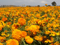 Farmers harvest cempasuchil flowers, known as Day of the Dead flowers, in a field in Cholula, Mexico, on October 26, 2024. As part of the Da...