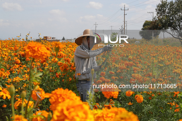 Farmers harvest cempasuchil flowers, known as Day of the Dead flowers, in a field in Cholula, Mexico, on October 26, 2024. As part of the Da...