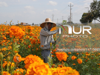 Farmers harvest cempasuchil flowers, known as Day of the Dead flowers, in a field in Cholula, Mexico, on October 26, 2024. As part of the Da...