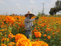 Farmers harvest cempasuchil flowers, known as Day of the Dead flowers, in a field in Cholula, Mexico, on October 26, 2024. As part of the Da...