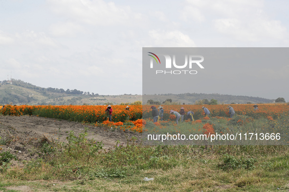 Farmers harvest cempasuchil flowers, known as Day of the Dead flowers, in a field in Cholula, Mexico, on October 26, 2024. As part of the Da...