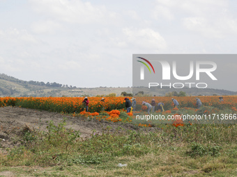 Farmers harvest cempasuchil flowers, known as Day of the Dead flowers, in a field in Cholula, Mexico, on October 26, 2024. As part of the Da...