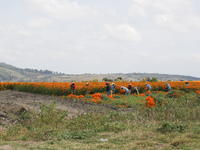 Farmers harvest cempasuchil flowers, known as Day of the Dead flowers, in a field in Cholula, Mexico, on October 26, 2024. As part of the Da...