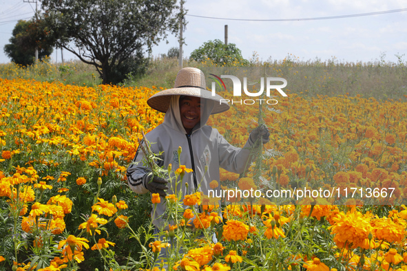 Farmers harvest cempasuchil flowers, known as Day of the Dead flowers, in a field in Cholula, Mexico, on October 26, 2024. As part of the Da...