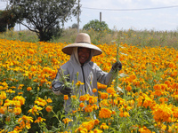 Farmers harvest cempasuchil flowers, known as Day of the Dead flowers, in a field in Cholula, Mexico, on October 26, 2024. As part of the Da...