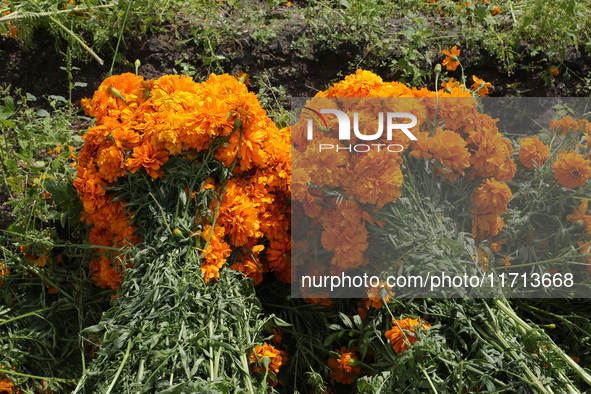 Farmers harvest cempasuchil flowers, known as Day of the Dead flowers, in a field in Cholula, Mexico, on October 26, 2024. As part of the Da...