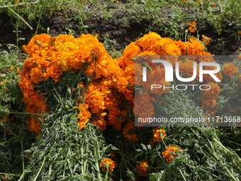 Farmers harvest cempasuchil flowers, known as Day of the Dead flowers, in a field in Cholula, Mexico, on October 26, 2024. As part of the Da...