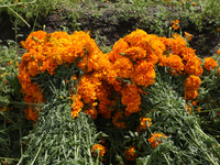 Farmers harvest cempasuchil flowers, known as Day of the Dead flowers, in a field in Cholula, Mexico, on October 26, 2024. As part of the Da...