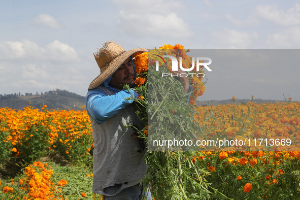 Farmers harvest cempasuchil flowers, known as Day of the Dead flowers, in a field in Cholula, Mexico, on October 26, 2024. As part of the Da...