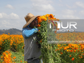 Farmers harvest cempasuchil flowers, known as Day of the Dead flowers, in a field in Cholula, Mexico, on October 26, 2024. As part of the Da...