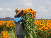 Farmers harvest cempasuchil flowers, known as Day of the Dead flowers, in a field in Cholula, Mexico, on October 26, 2024. As part of the Da...