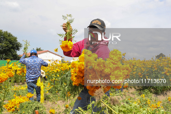 Farmers harvest cempasuchil flowers, known as Day of the Dead flowers, in a field in Cholula, Mexico, on October 26, 2024. As part of the Da...