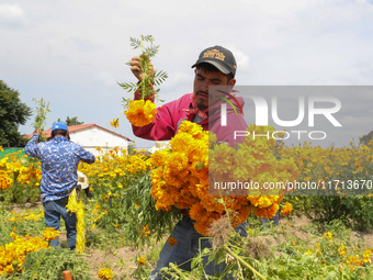 Farmers harvest cempasuchil flowers, known as Day of the Dead flowers, in a field in Cholula, Mexico, on October 26, 2024. As part of the Da...