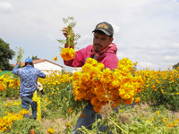 Farmers harvest cempasuchil flowers, known as Day of the Dead flowers, in a field in Cholula, Mexico, on October 26, 2024. As part of the Da...