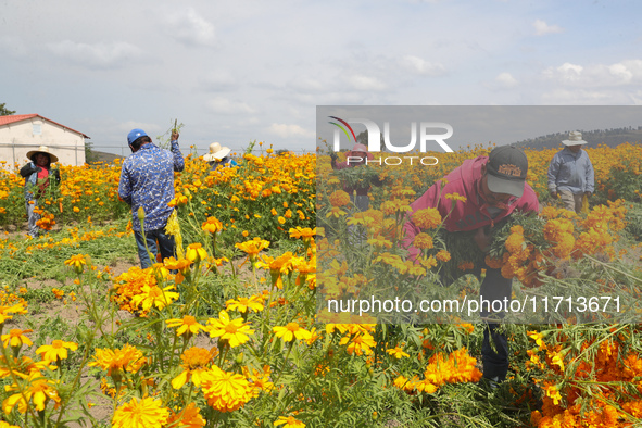 Farmers harvest cempasuchil flowers, known as Day of the Dead flowers, in a field in Cholula, Mexico, on October 26, 2024. As part of the Da...