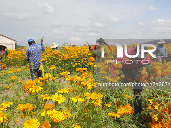 Farmers harvest cempasuchil flowers, known as Day of the Dead flowers, in a field in Cholula, Mexico, on October 26, 2024. As part of the Da...