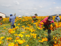 Farmers harvest cempasuchil flowers, known as Day of the Dead flowers, in a field in Cholula, Mexico, on October 26, 2024. As part of the Da...