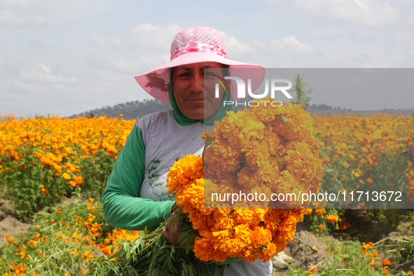 Farmers harvest cempasuchil flowers, known as Day of the Dead flowers, in a field in Cholula, Mexico, on October 26, 2024. As part of the Da...