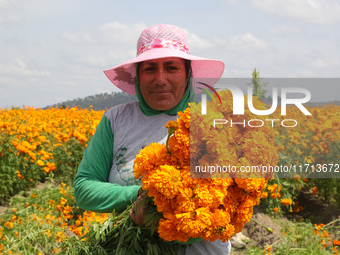 Farmers harvest cempasuchil flowers, known as Day of the Dead flowers, in a field in Cholula, Mexico, on October 26, 2024. As part of the Da...