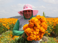 Farmers harvest cempasuchil flowers, known as Day of the Dead flowers, in a field in Cholula, Mexico, on October 26, 2024. As part of the Da...