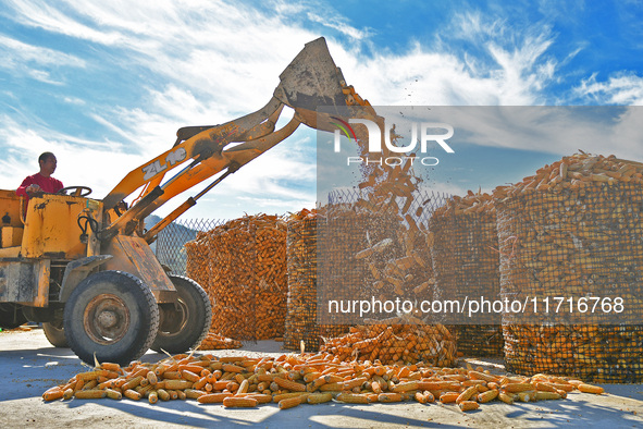 Farmers load dried corn into a grain depot in Yantai, China, on October 28, 2024. 