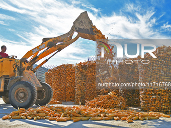 Farmers load dried corn into a grain depot in Yantai, China, on October 28, 2024. (