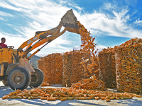 Farmers load dried corn into a grain depot in Yantai, China, on October 28, 2024. (