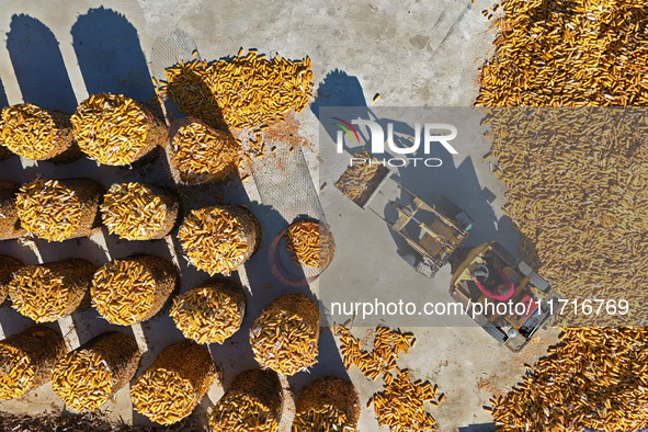 Farmers load dried corn into a grain depot in Yantai, China, on October 28, 2024. 