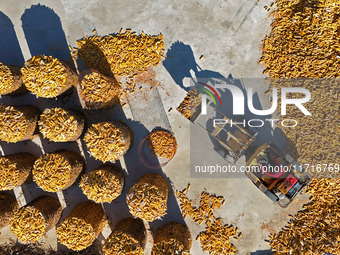 Farmers load dried corn into a grain depot in Yantai, China, on October 28, 2024. (