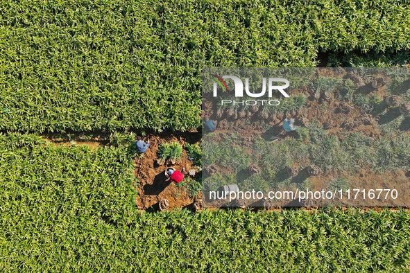 Farmers harvest ginger in a ginger field in Yantai, China, on October 28, 2024. 