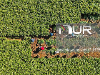 Farmers harvest ginger in a ginger field in Yantai, China, on October 28, 2024. (